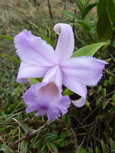 Wild Orchid on Mombacho