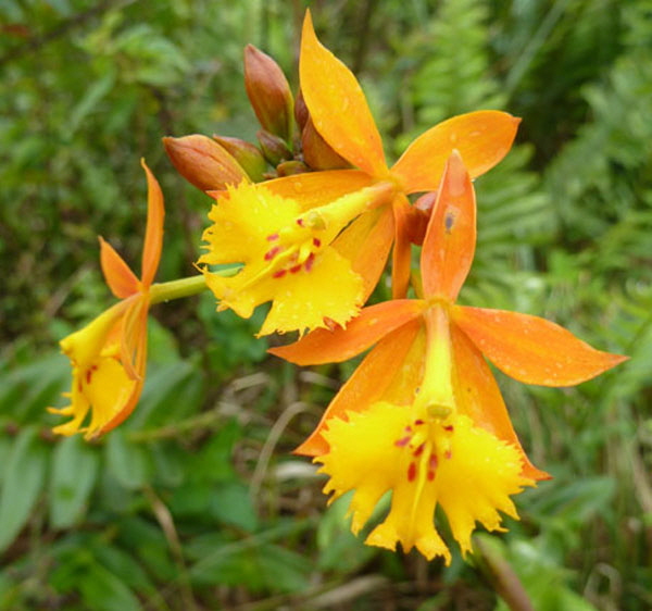 Wild Orchid,Volcan Mombacho