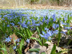 Siberian Squill in Maine